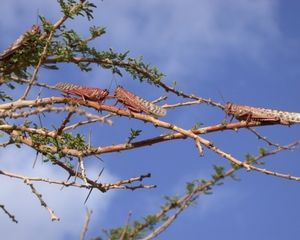 Ученые: Египетские казни обоснованы